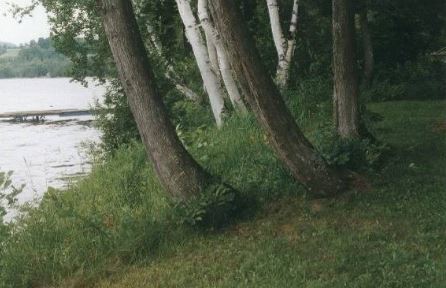 A Naturally Vegetated Shore